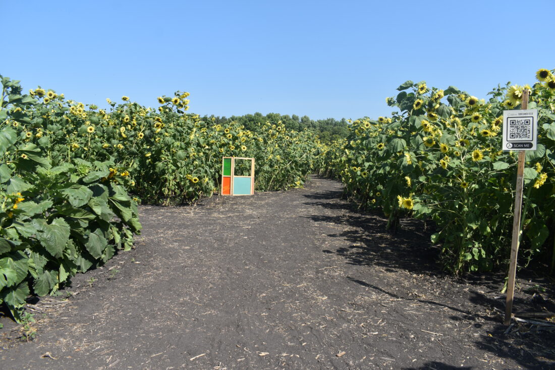 Yellow is the fall color in style at Gibbon Sunflower Field News